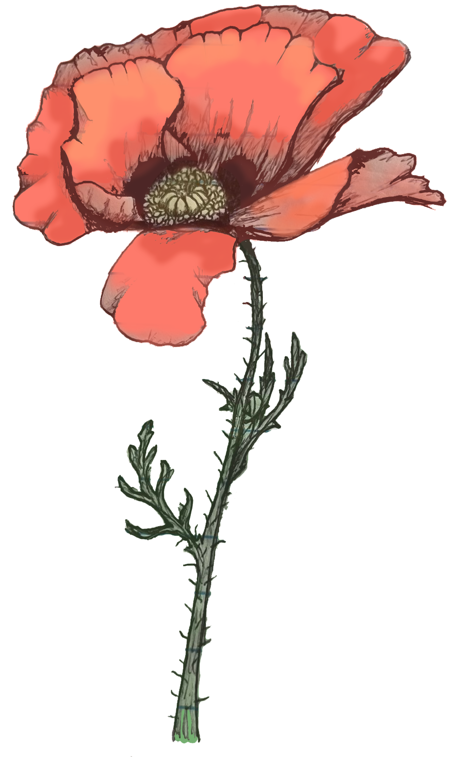 Poppy Drawing Honoring 'M'